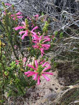 Image of Erica abietina subsp. atrorosea E. G. H. Oliv. & I. M. Oliv.