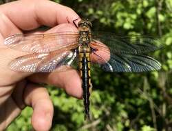 Image of eurasian baskettail