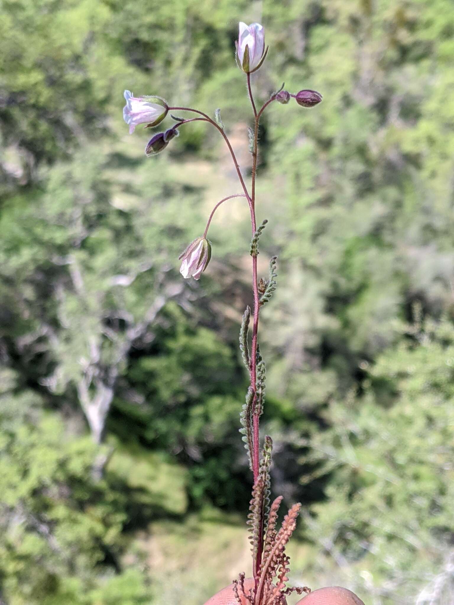 Emmenanthe penduliflora var. rosea Brand resmi