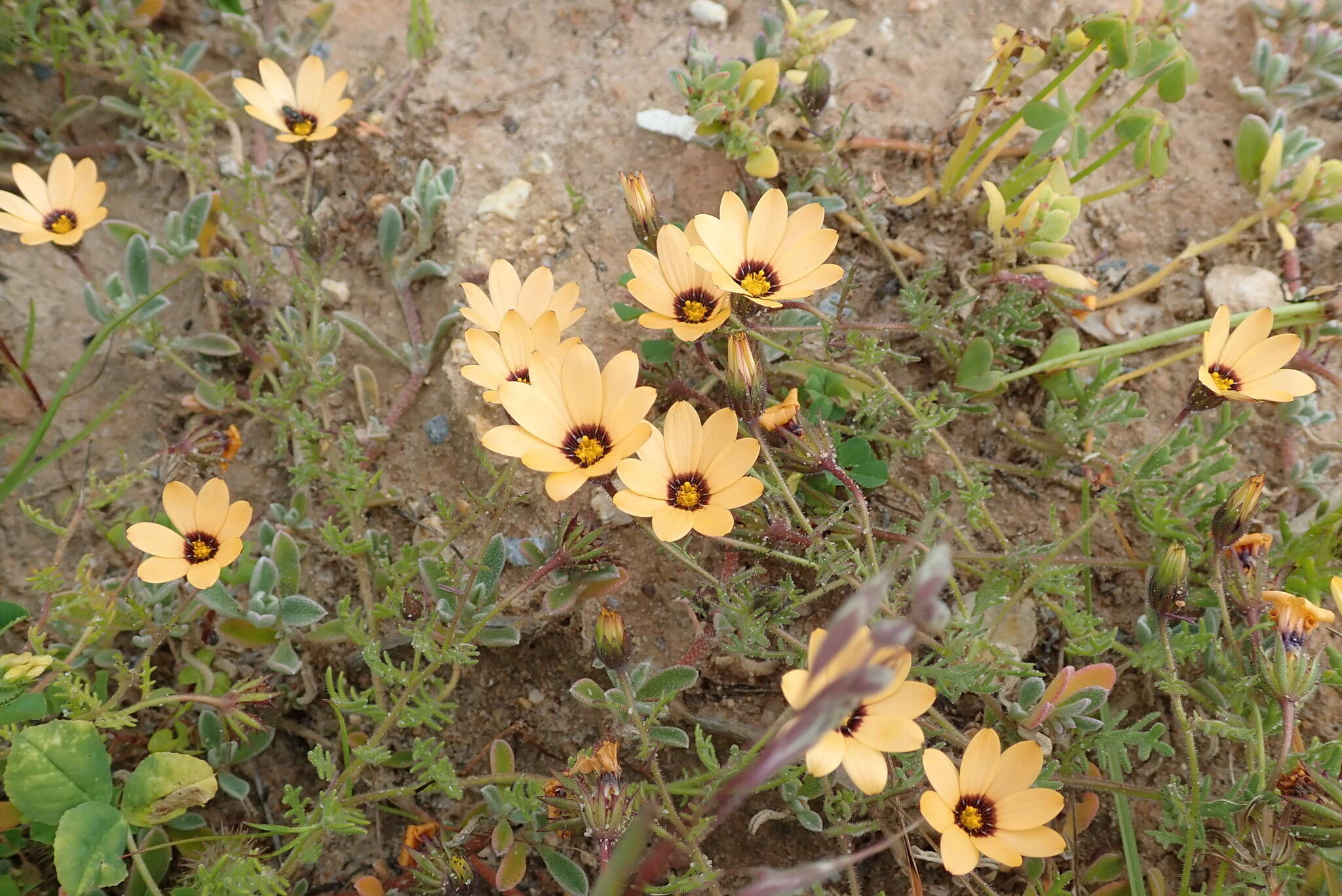 Image de Osteospermum pinnatum (Thunb.) Norlindh