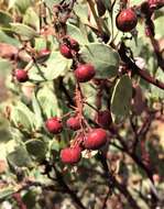 Arctostaphylos viscida subsp. pulchella (T. J. Howell) P. V. Wells resmi