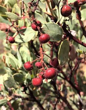 Sivun Arctostaphylos viscida subsp. pulchella (T. J. Howell) P. V. Wells kuva