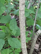 Image of American bladdernut