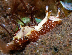 Image of Aplysia atromarginata Bergh 1905