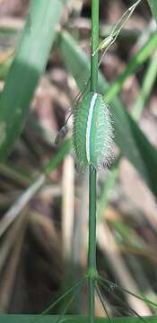 Image of Thosea sinensis Walker 1855