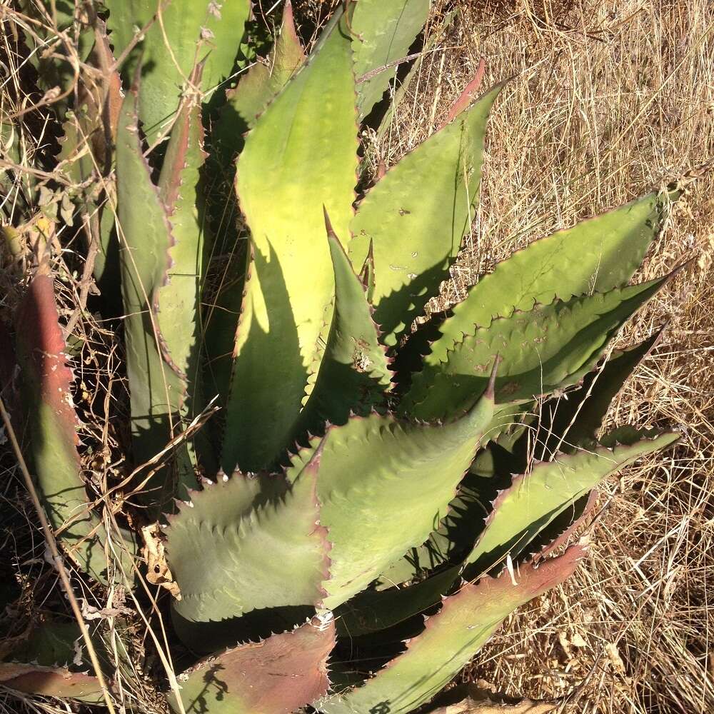 Image of Agave inaequidens subsp. inaequidens