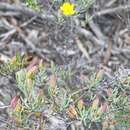 Image of Hibbertia psilocarpa J. R. Wheeler