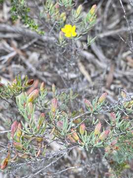 Hibbertia psilocarpa J. R. Wheeler resmi