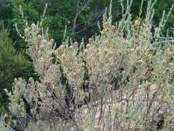 Image of French lavender