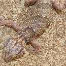 Image of Button-scaled Gecko