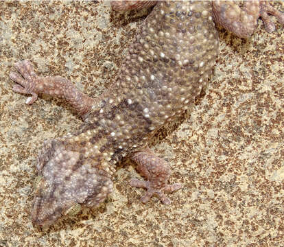 Image of Button-scaled Gecko