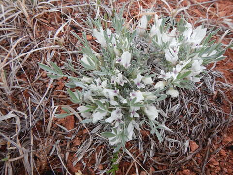 Image of plains milkvetch