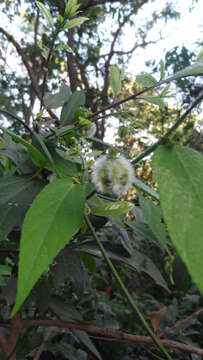 Image of Tragia involucrata L.