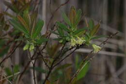 صورة Lonicera villosa (Michx.) Roem. & Schult.