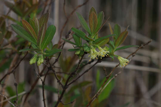 Imagem de Lonicera villosa (Michx.) Roem. & Schult.