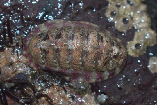 Image de chiton rouge marbré