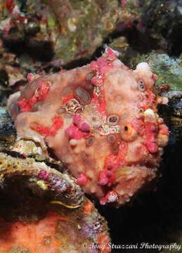 Image of Wartskin anglerfish