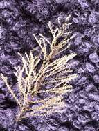 Image of sea cypress hydroid