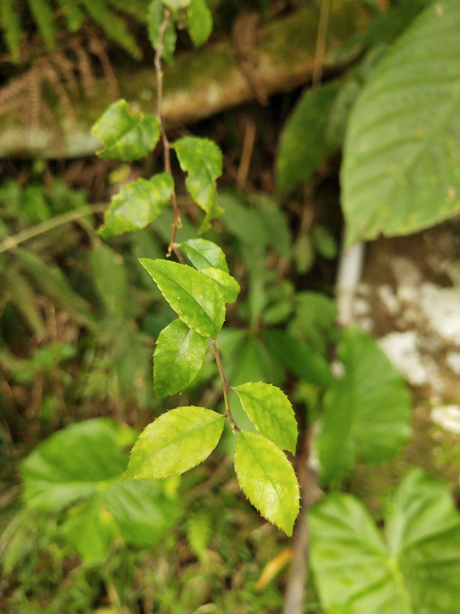 Слика од Ilex asprella (Hook. & Arn.) Champ. ex Benth.