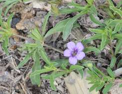 صورة Dyschoriste linearis var. schiedeana (Nees) B. L. Turner