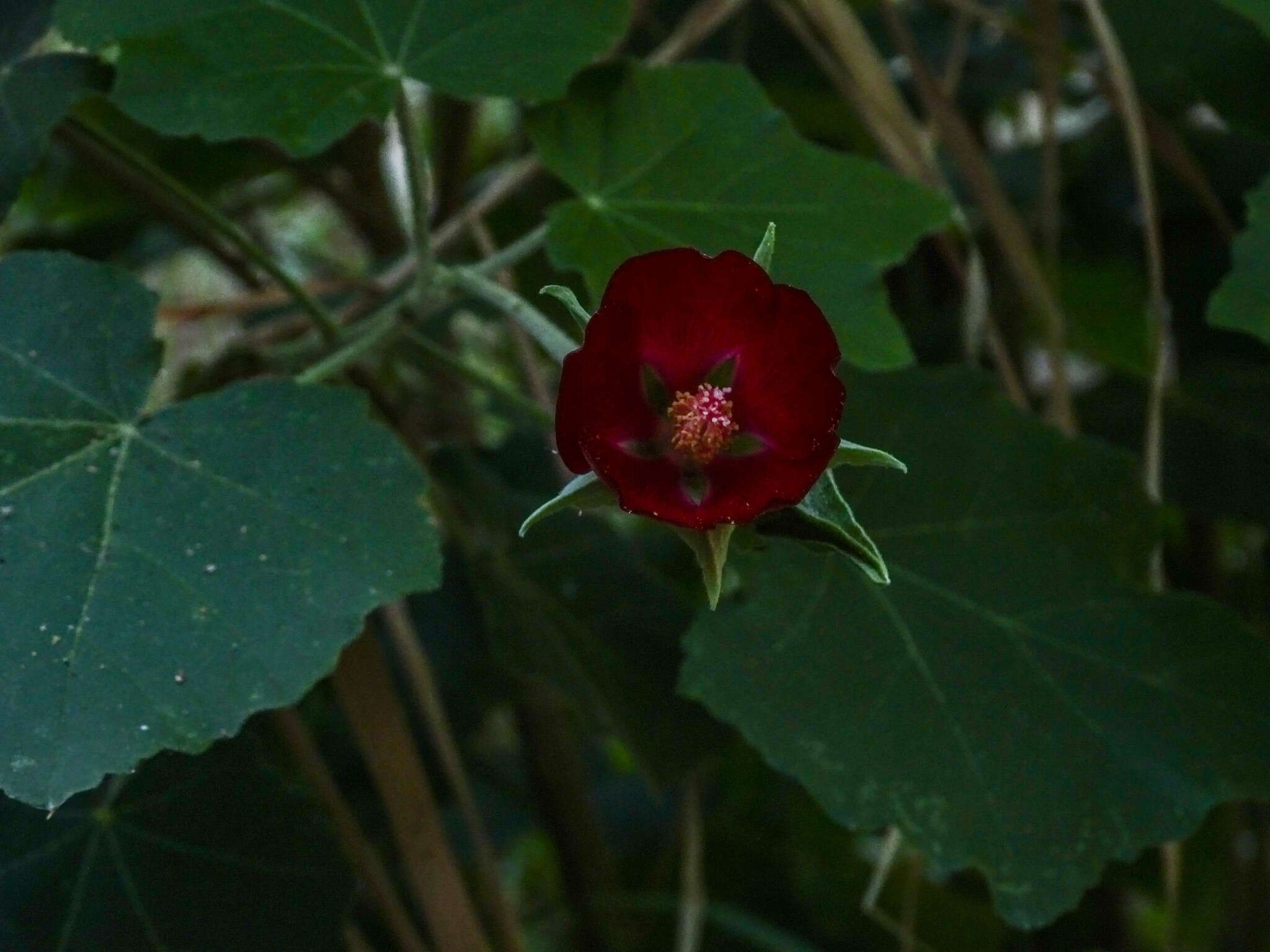 Image de Phymosia umbellata (Cav.) Kearney