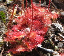 Image of spoonleaf sundew