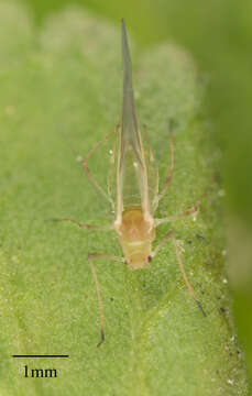 Image of Aphid