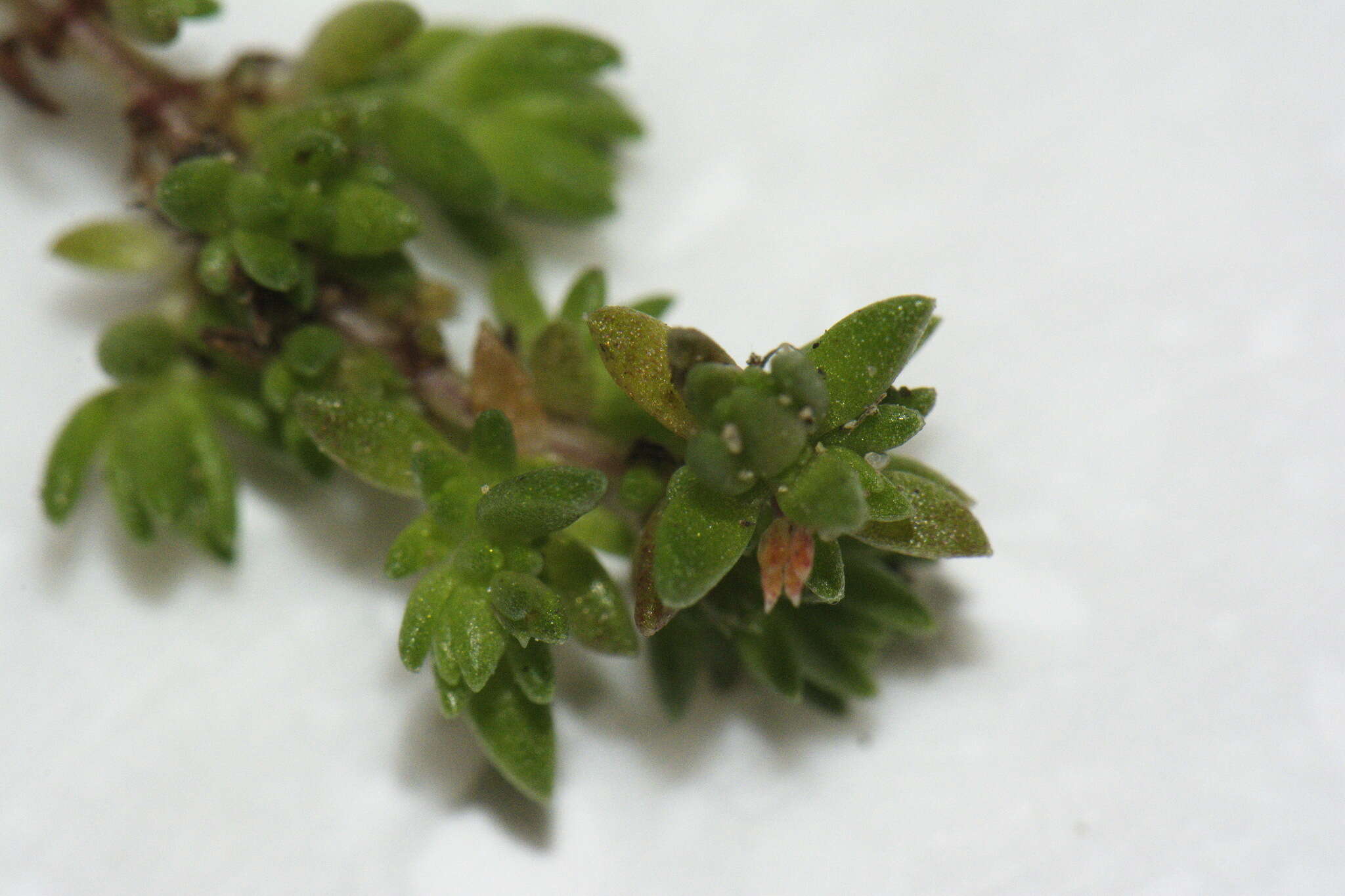 Image of Crassula mataikona A. P. Druce