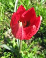 Image de Tulipa orphanidea Boiss. ex Heldr.