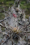 Imagem de Tillandsia latifolia Meyen