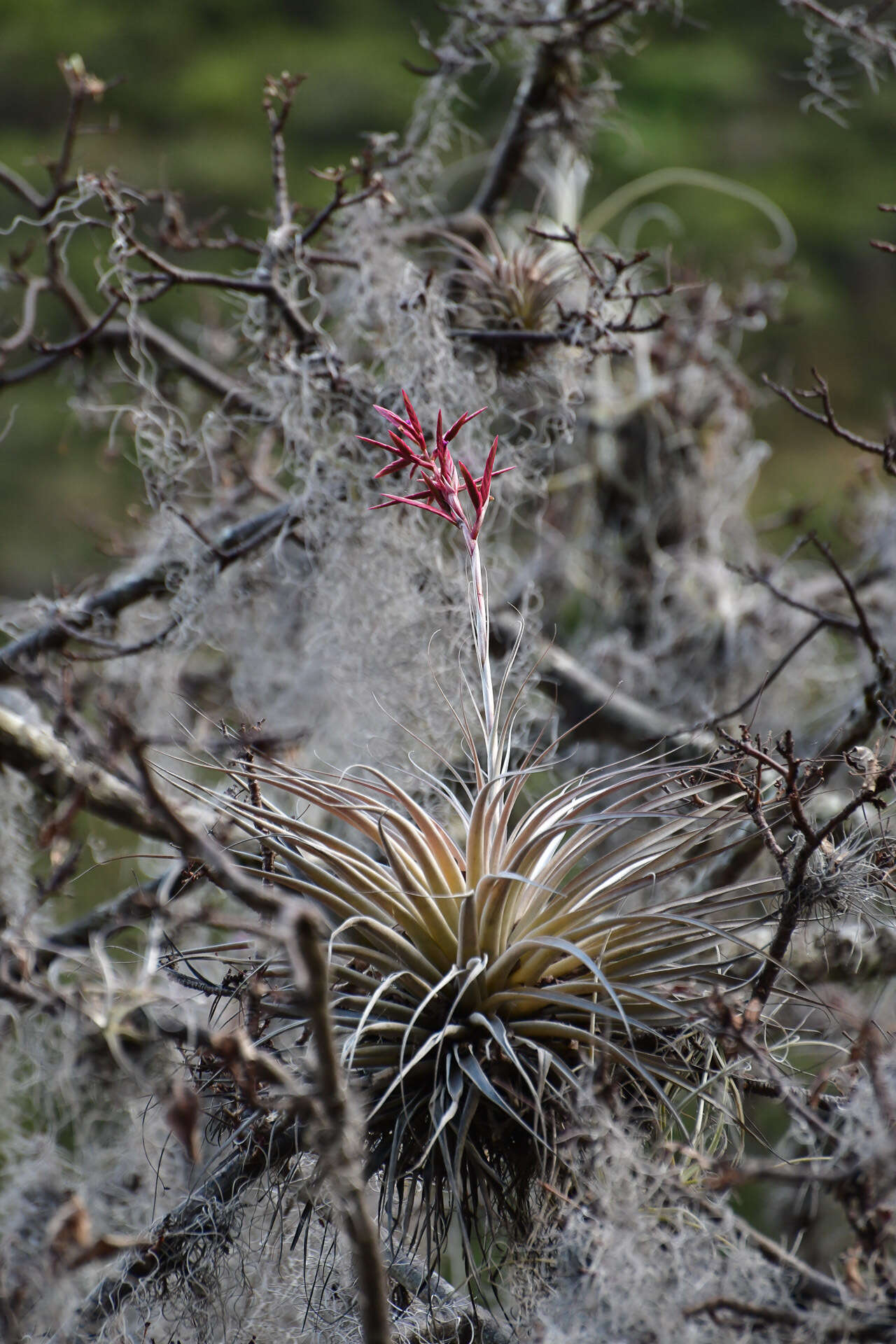 Tillandsia latifolia Meyen resmi