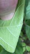 Image of eastern poison ivy