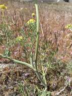 Image of nineleaf biscuitroot