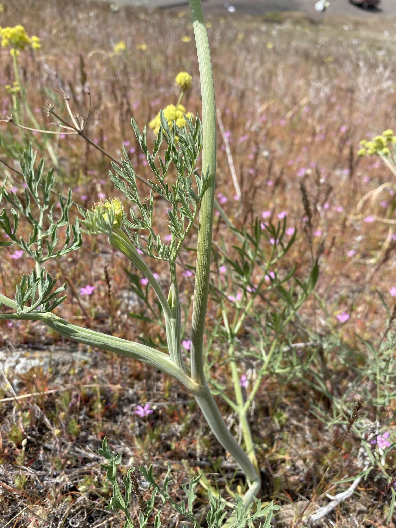 Imagem de Lomatium triternatum var. brevifolium (Coult. & Rose) Mathias