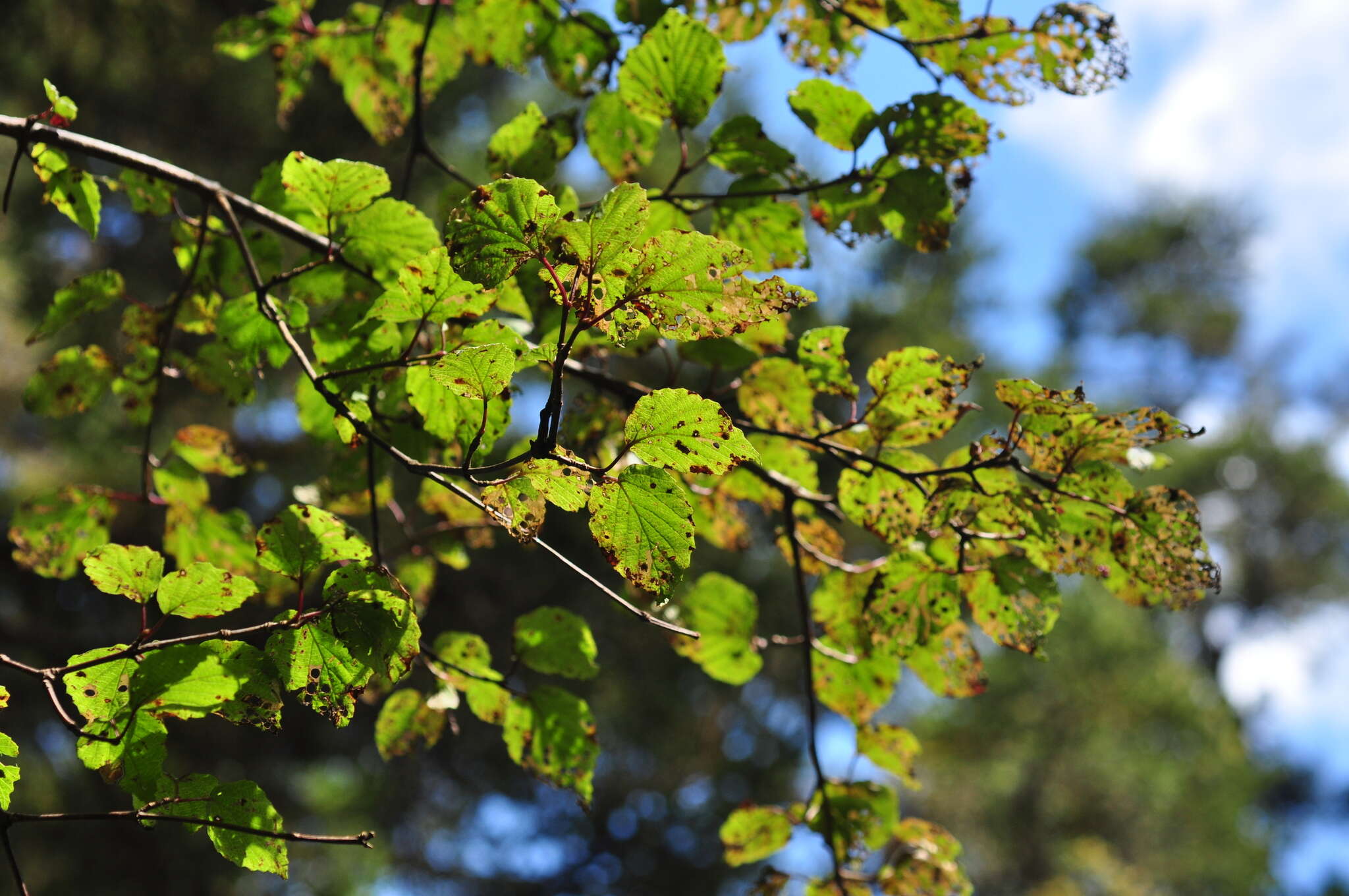 Image de Viburnum betulifolium Batalin