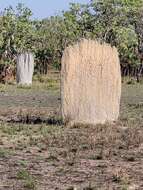 Image of Magnetic termite