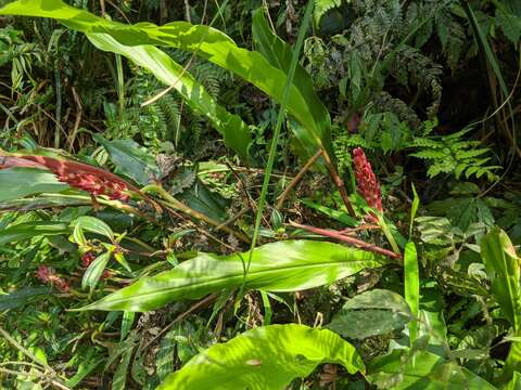 Image of Alpinia japonica (Thunb.) Miq.