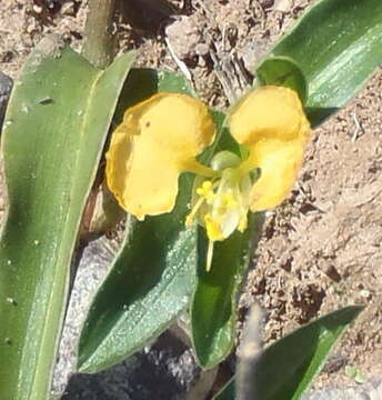 Image of Commelina africana subsp. africana