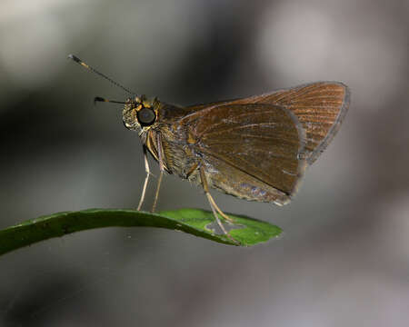 Image of Eutocus facilis Plötz 1884