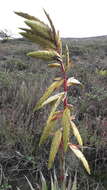 Image of Tillandsia lajensis André