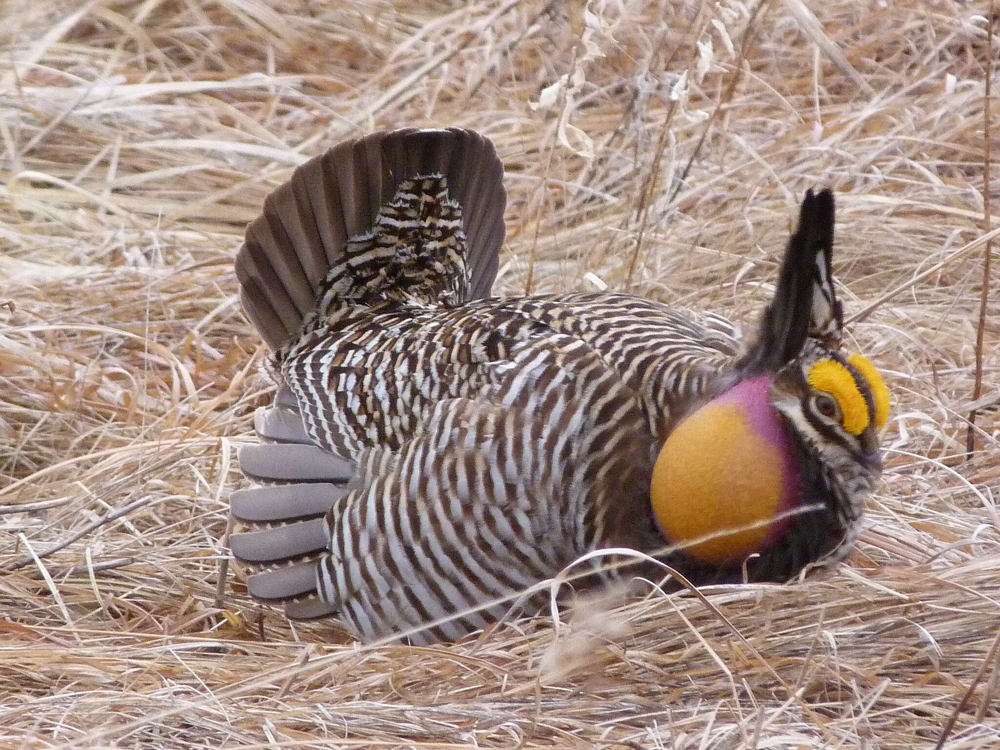 Image of prairie-chickens:  greater prairie-chicken; lesser prairie-chicken