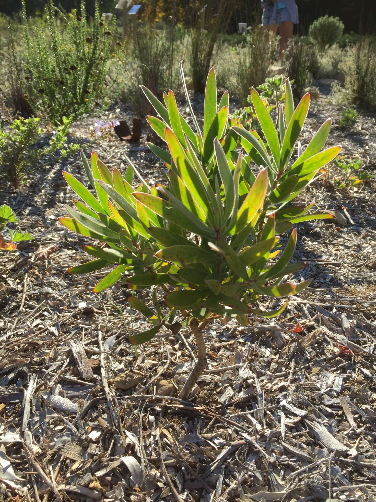 Image de Leucadendron laureolum (Lam.) Fourc.