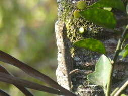 Image of Common Flying Dragon