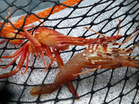 Image of California Spot Prawn