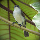 Image of Serpophaga hypoleuca hypoleuca Sclater, PL & Salvin 1866