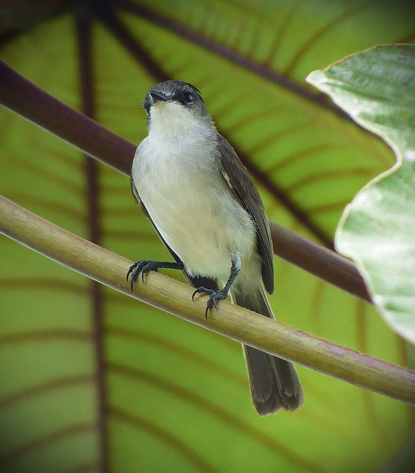 Serpophaga hypoleuca hypoleuca Sclater, PL & Salvin 1866的圖片