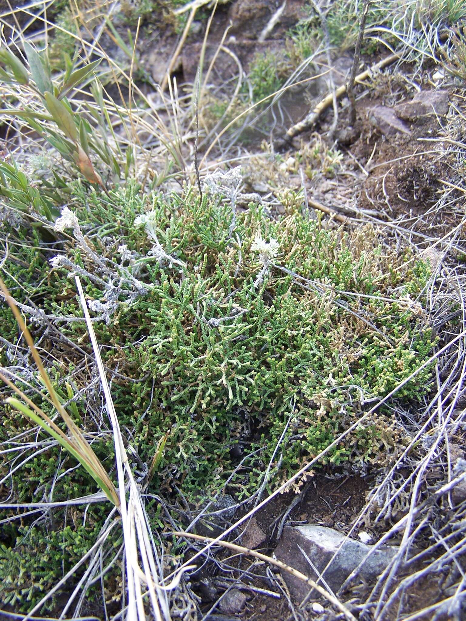 Sivun Selaginella sanguinolenta (L.) Spring kuva