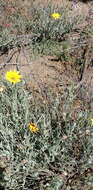 Image of Spear African Daisy