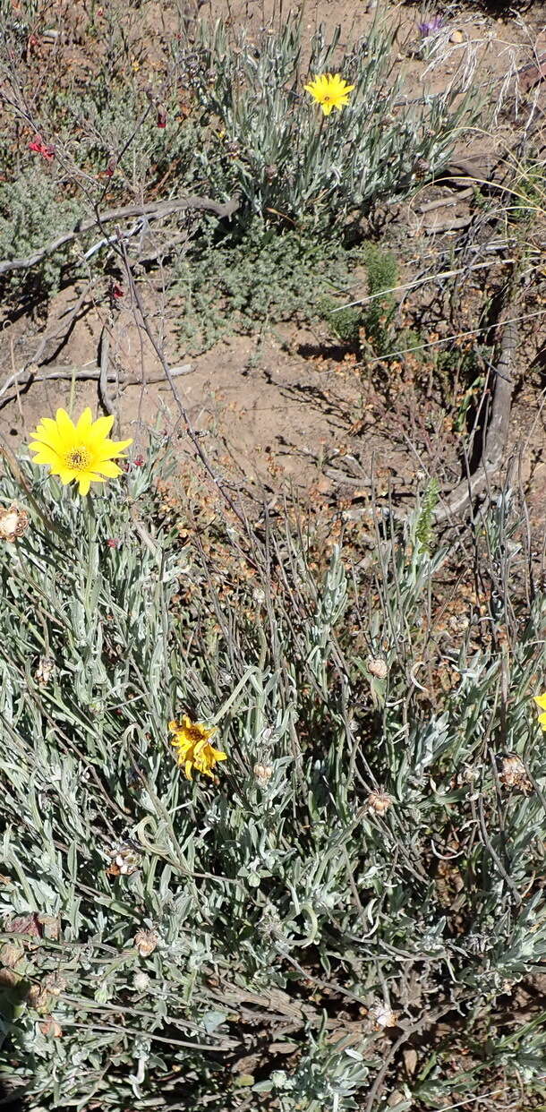 Image of Arctotis lanceolata Harv.