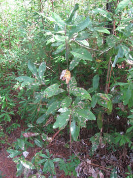 Image of Swamp Bay